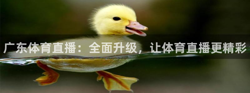 广东体育直播：全面升级，让体育直播更精彩