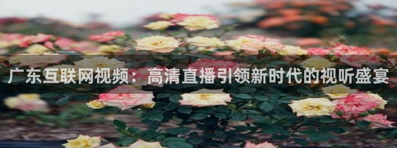 广东互联网视频：高清直播引领新时代的视听盛宴